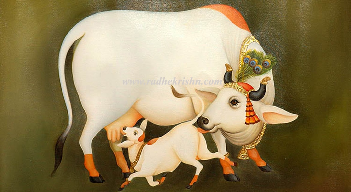 cow importance of human life  गाईको महत्व cow importance of human life  गाईको महत्व