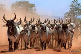गौ-धुली: एक नाजुक वर्णनात्मक शब्द गौ-धुली: एक नाजुक वर्णनात्मक शब्द